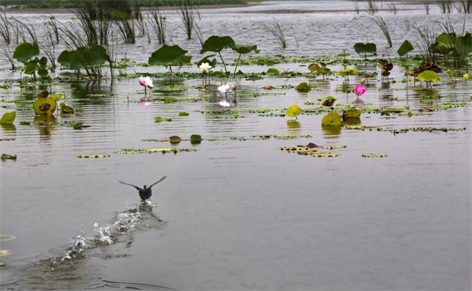 台儿庄国家运河湿地公园自驾旅游